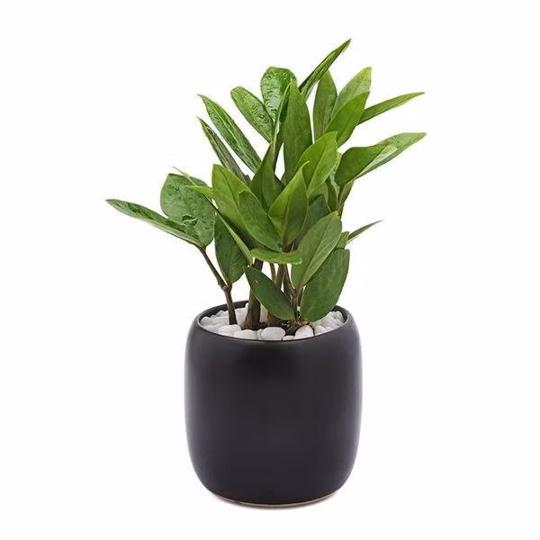 tuoi suu hop cay gi? nhung loai cay giup tuoi suu them giau sang, phu quy - 4