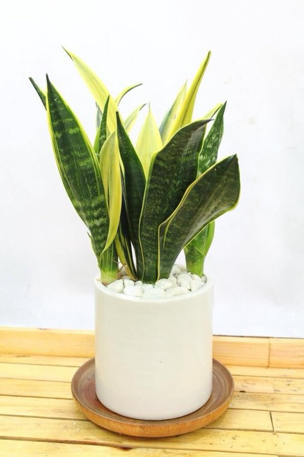 tuoi suu hop cay gi? nhung loai cay giup tuoi suu them giau sang, phu quy - 13