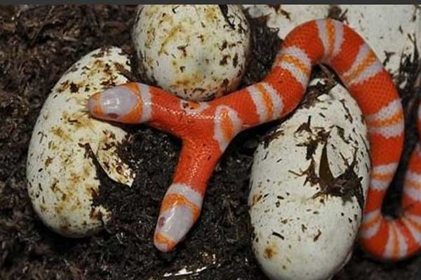 Thật hư sự tồn tại của loài rắn 5 đầu bí ẩn nhất thế giới ảnh 9