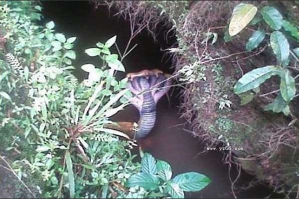 Thật hư sự tồn tại của loài rắn 5 đầu bí ẩn nhất thế giới ảnh 10