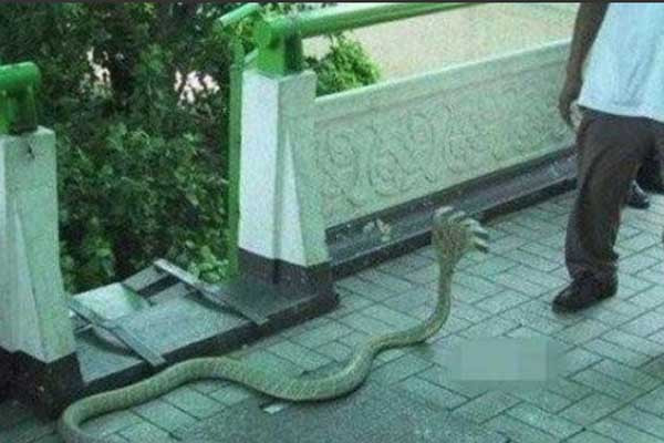 Thật hư sự tồn tại của loài rắn 5 đầu bí ẩn nhất thế giới ảnh 7