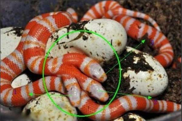 Thật hư sự tồn tại của loài rắn 5 đầu bí ẩn nhất thế giới ảnh 8