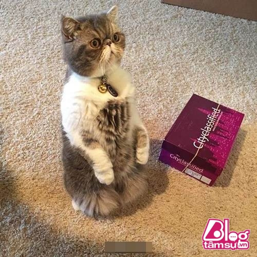 “Dáng đứng ngẫm sự đời” của mèo cưng khiến người xem phải rớt hàm ảnh 12 meo cung blogtamsuvn11