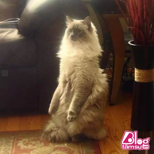 “Dáng đứng ngẫm sự đời” của mèo cưng khiến người xem phải rớt hàm ảnh 11 meo cung blogtamsuvn10