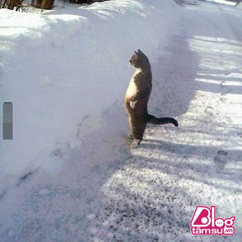 “Dáng đứng ngẫm sự đời” của mèo cưng khiến người xem phải rớt hàm ảnh 15 meo cung blogtamsuvn14