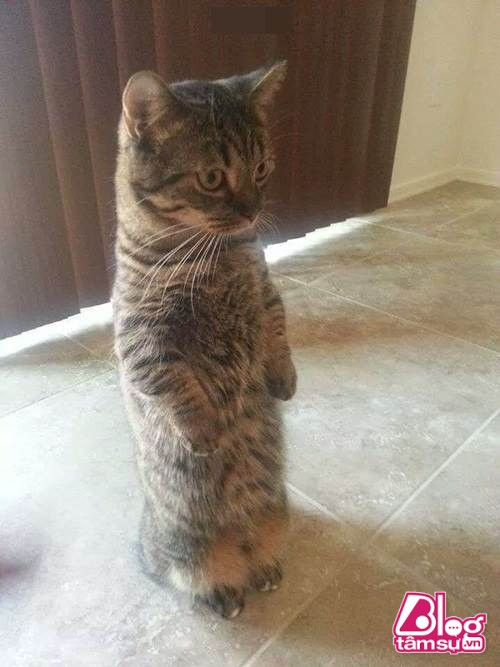 “Dáng đứng ngẫm sự đời” của mèo cưng khiến người xem phải rớt hàm ảnh 1 meo cung blogtamsuvn