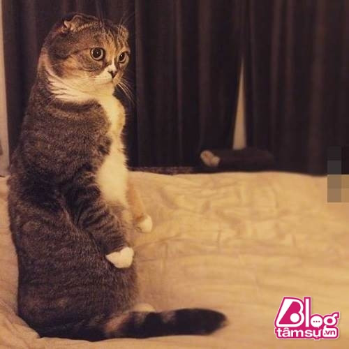 “Dáng đứng ngẫm sự đời” của mèo cưng khiến người xem phải rớt hàm ảnh 7 meo cung blogtamsuvn6