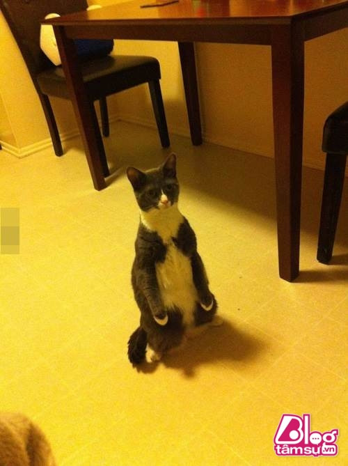 “Dáng đứng ngẫm sự đời” của mèo cưng khiến người xem phải rớt hàm ảnh 9 meo cung blogtamsuvn8