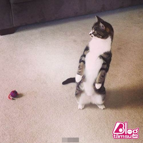 “Dáng đứng ngẫm sự đời” của mèo cưng khiến người xem phải rớt hàm ảnh 5 meo cung blogtamsuvn4