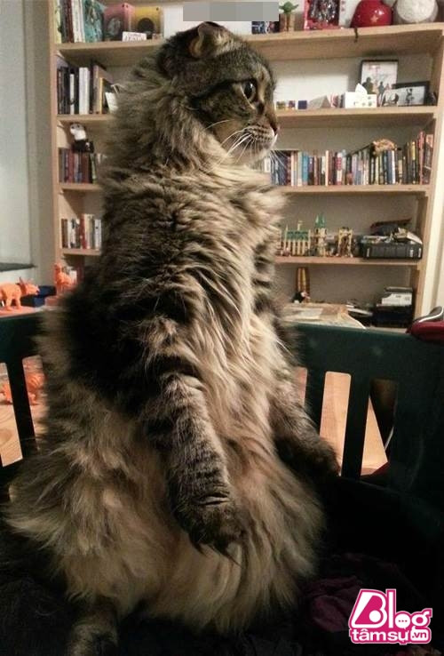 “Dáng đứng ngẫm sự đời” của mèo cưng khiến người xem phải rớt hàm ảnh 14 meo cung blogtamsuvn13