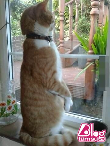 “Dáng đứng ngẫm sự đời” của mèo cưng khiến người xem phải rớt hàm ảnh 13 meo cung blogtamsuvn12