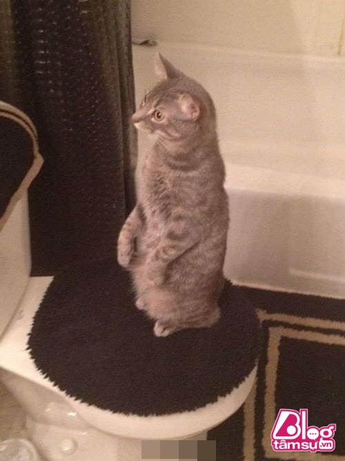 “Dáng đứng ngẫm sự đời” của mèo cưng khiến người xem phải rớt hàm ảnh 4 meo cung blogtamsuvn3