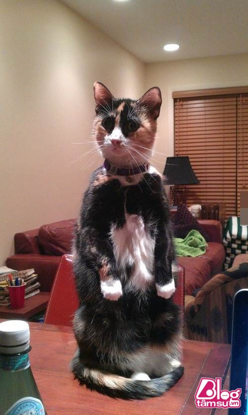 “Dáng đứng ngẫm sự đời” của mèo cưng khiến người xem phải rớt hàm ảnh 2 meo cung blogtamsuvn1