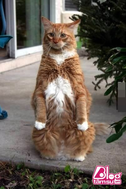 “Dáng đứng ngẫm sự đời” của mèo cưng khiến người xem phải rớt hàm ảnh 8 meo cung blogtamsuvn7