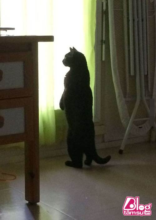 “Dáng đứng ngẫm sự đời” của mèo cưng khiến người xem phải rớt hàm ảnh 6 meo cung blogtamsuvn5