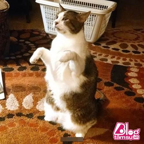 “Dáng đứng ngẫm sự đời” của mèo cưng khiến người xem phải rớt hàm ảnh 3 meo cung blogtamsuvn2