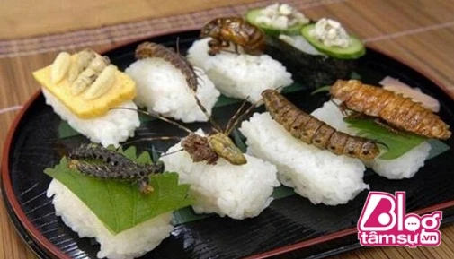 Sushi lạ đời từ ve sầu, sâu bọ… chẳng ai dám ăn