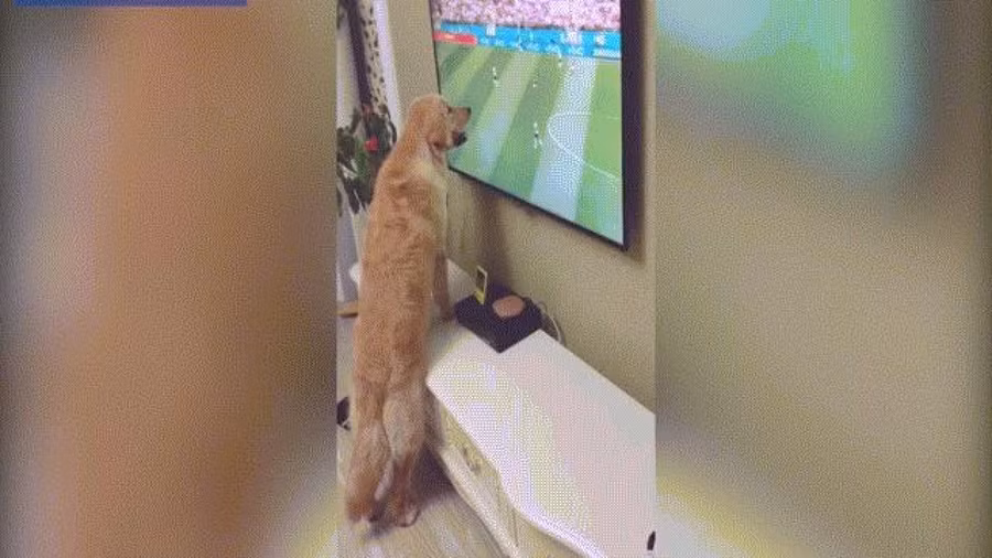 Video chó "cắm mặt" vào TV, xem World Cup chăm chú