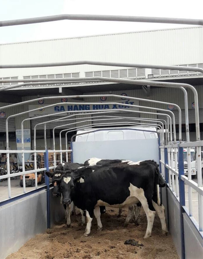 Những cô bò sữa vẫn khỏe mạnh dù đã vượt chặng đường dài từ New Zealand Những cô bò sữa vẫn khỏe mạnh dù đã vượt chặng đường dài từ New Zealand