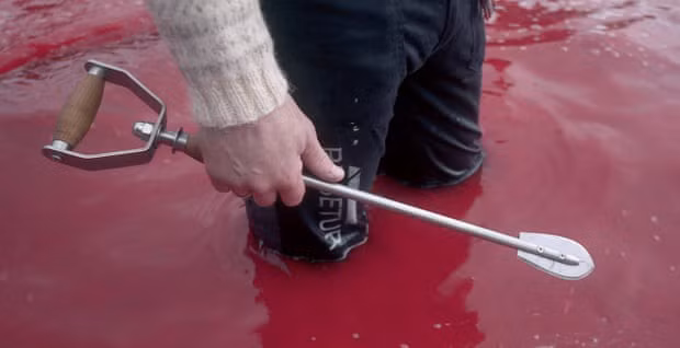 Sự thật tàn khốc đằng sau vùng biển cứ đến tháng 8 hàng năm lại chuyển sang màu đỏ tươi rùng rợn như phim kinh dị - Ảnh 3.