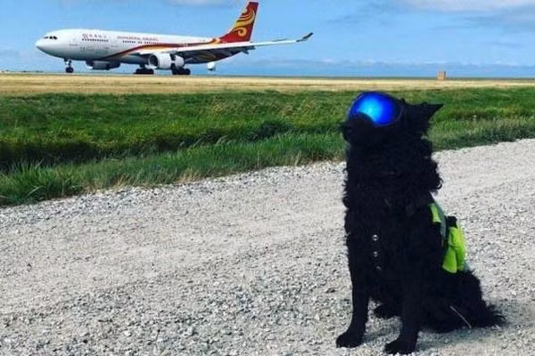 Chó xâm nhập sân bay Cam Ranh, máy bay phải bay vòng 20 phút chờ hạ cánh