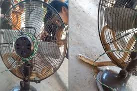 Rắn hổ mang chui vào lồng quạt trong nhà dân