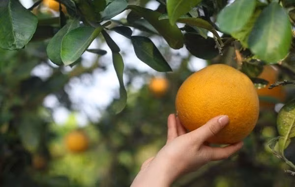 Nhìn trúng điểm này, đảm bảo chọn được quả bưởi Diễn chuẩn “xịn”, vị ngọt lịm
