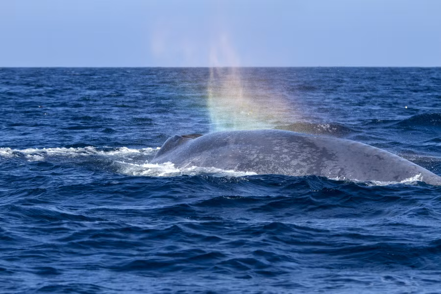 Cá voi xanh phun nước như thế nào?