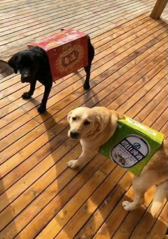 Vợ dặn đi mua quần áo cho cún cưng, anh chồng khiến ai nấy cười lăn lóc khi thấy kết quả ảnh 4 Vợ dặn đi mua quần áo cho cún cưng, anh chồng khiến ai nấy cười lăn lóc khi thấy kết quả ảnh 4