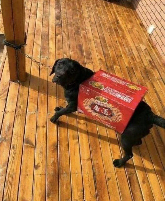 Vợ dặn đi mua quần áo cho cún cưng, anh chồng khiến ai nấy cười lăn lóc khi thấy kết quả ảnh 3 Vợ dặn đi mua quần áo cho cún cưng, anh chồng khiến ai nấy cười lăn lóc khi thấy kết quả ảnh 3