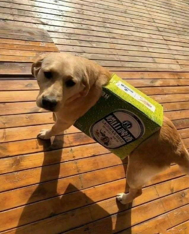 Vợ dặn đi mua quần áo cho cún cưng, anh chồng khiến ai nấy cười lăn lóc khi thấy kết quả ảnh 2 Vợ dặn đi mua quần áo cho cún cưng, anh chồng khiến ai nấy cười lăn lóc khi thấy kết quả ảnh 2