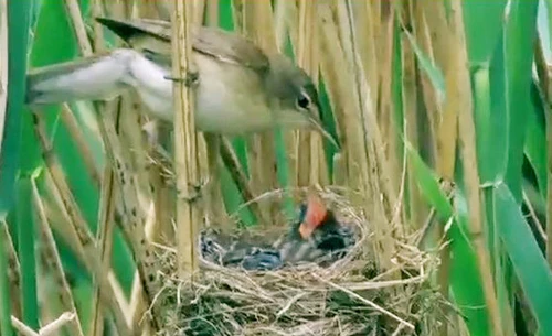 Chim tu hú - bà mẹ bạc tình và đứa con sát thủ