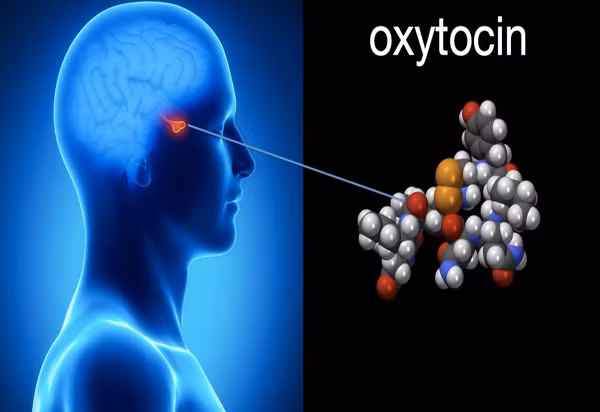 Tìm ra cách hormone oxytocin điều khiển hành vi tình dục