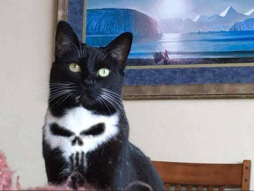 Hình xăm độc đáo của mèo. 10-anh-hai-hot-nhat-facebook-trong-ngay-7