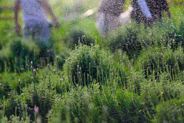 Vườn oải hương gần 2.000m2 - điểm check-in mới toanh hút giới trẻ Hà Nội ảnh 15 Vườn oải hương gần 2.000m2 - điểm check-in mới toanh hút giới trẻ Hà Nội ảnh 15