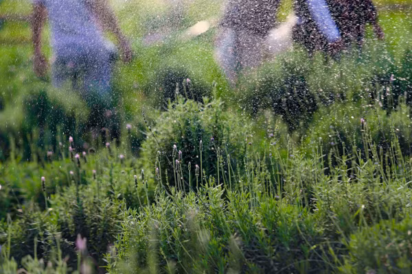 Vườn oải hương gần 2.000m2 - điểm check-in mới toanh hút giới trẻ Hà Nội ảnh 15