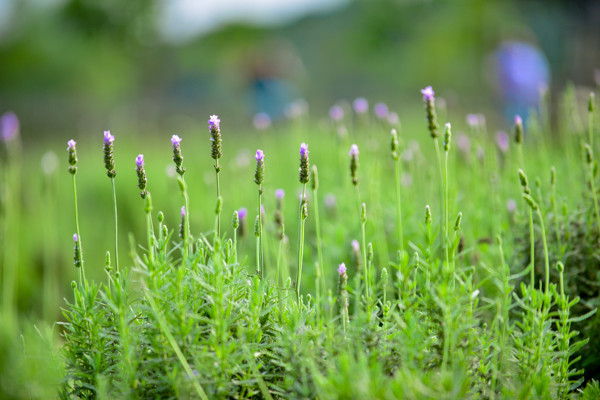 Vườn oải hương gần 2.000m2 - điểm check-in mới toanh hút giới trẻ Hà Nội ảnh 5 Vườn oải hương gần 2.000m2 - điểm check-in mới toanh hút giới trẻ Hà Nội ảnh 5