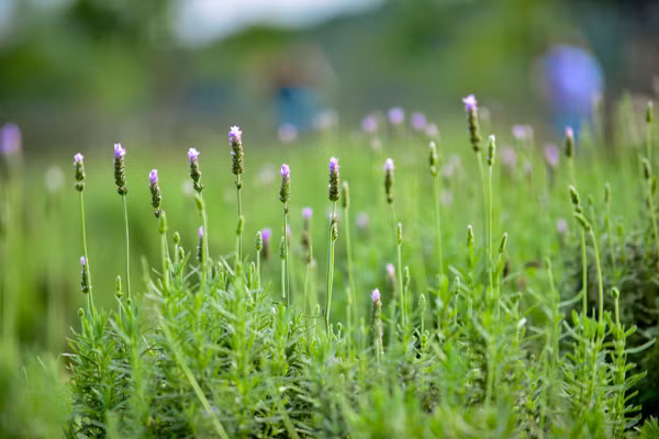 Vườn oải hương gần 2.000m2 - điểm check-in mới toanh hút giới trẻ Hà Nội ảnh 5