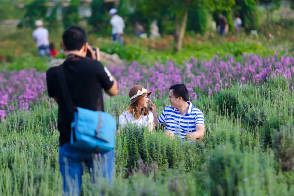 Vườn oải hương gần 2.000m2 - điểm check-in mới toanh hút giới trẻ Hà Nội ảnh 6