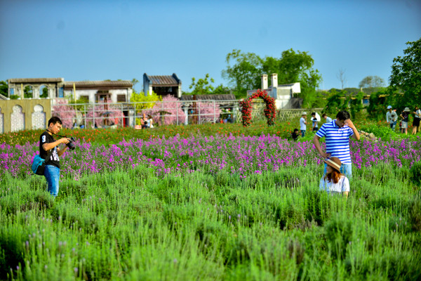 Vườn oải hương gần 2.000m2 - điểm check-in mới toanh hút giới trẻ Hà Nội ảnh 18 Vườn oải hương gần 2.000m2 - điểm check-in mới toanh hút giới trẻ Hà Nội ảnh 18