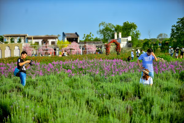 Vườn oải hương gần 2.000m2 - điểm check-in mới toanh hút giới trẻ Hà Nội ảnh 18