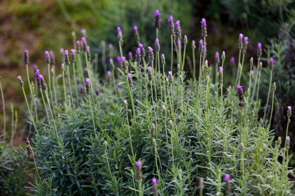 Vườn oải hương gần 2.000m2 - điểm check-in mới toanh hút giới trẻ Hà Nội ảnh 16 Vườn oải hương gần 2.000m2 - điểm check-in mới toanh hút giới trẻ Hà Nội ảnh 16