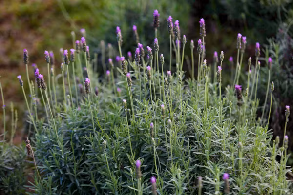 Vườn oải hương gần 2.000m2 - điểm check-in mới toanh hút giới trẻ Hà Nội ảnh 16