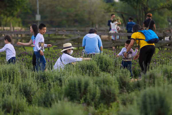 Vườn oải hương gần 2.000m2 - điểm check-in mới toanh hút giới trẻ Hà Nội ảnh 4