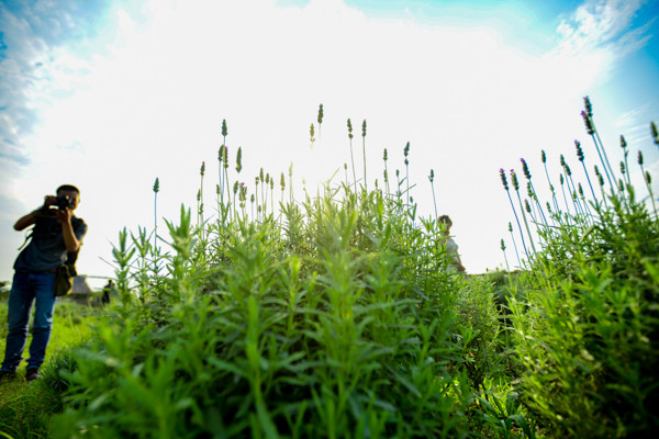 Vườn oải hương gần 2.000m2 - điểm check-in mới toanh hút giới trẻ Hà Nội ảnh 7 Vườn oải hương gần 2.000m2 - điểm check-in mới toanh hút giới trẻ Hà Nội ảnh 7