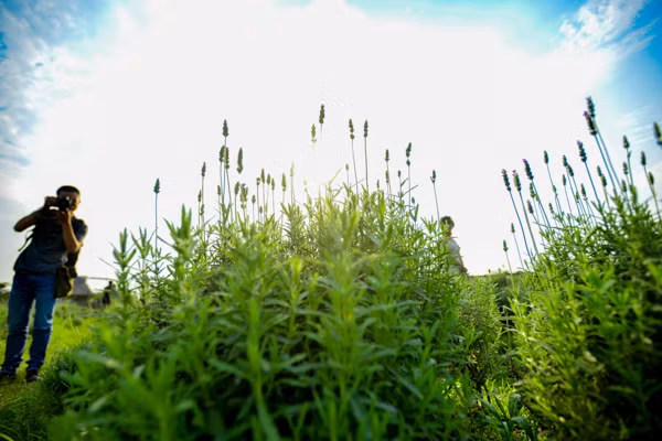 Vườn oải hương gần 2.000m2 - điểm check-in mới toanh hút giới trẻ Hà Nội ảnh 7