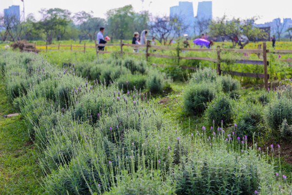 Vườn oải hương gần 2.000m2 - điểm check-in mới toanh hút giới trẻ Hà Nội ảnh 1 Vườn oải hương gần 2.000m2 - điểm check-in mới toanh hút giới trẻ Hà Nội ảnh 1