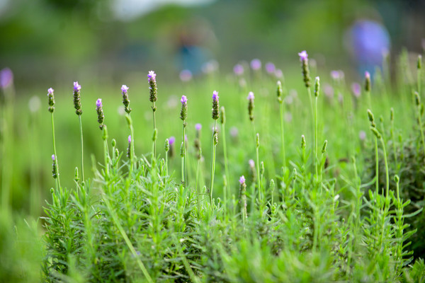 Vườn oải hương gần 2.000m2 - điểm check-in mới toanh hút giới trẻ Hà Nội ảnh 17 Vườn oải hương gần 2.000m2 - điểm check-in mới toanh hút giới trẻ Hà Nội ảnh 17