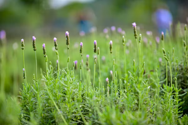 Vườn oải hương gần 2.000m2 - điểm check-in mới toanh hút giới trẻ Hà Nội ảnh 17