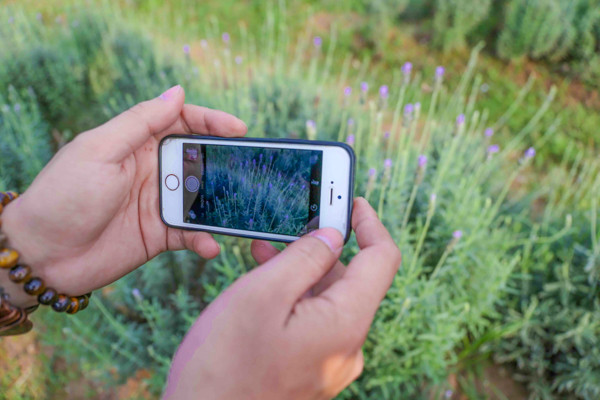 Vườn oải hương gần 2.000m2 - điểm check-in mới toanh hút giới trẻ Hà Nội ảnh 12 Vườn oải hương gần 2.000m2 - điểm check-in mới toanh hút giới trẻ Hà Nội ảnh 12